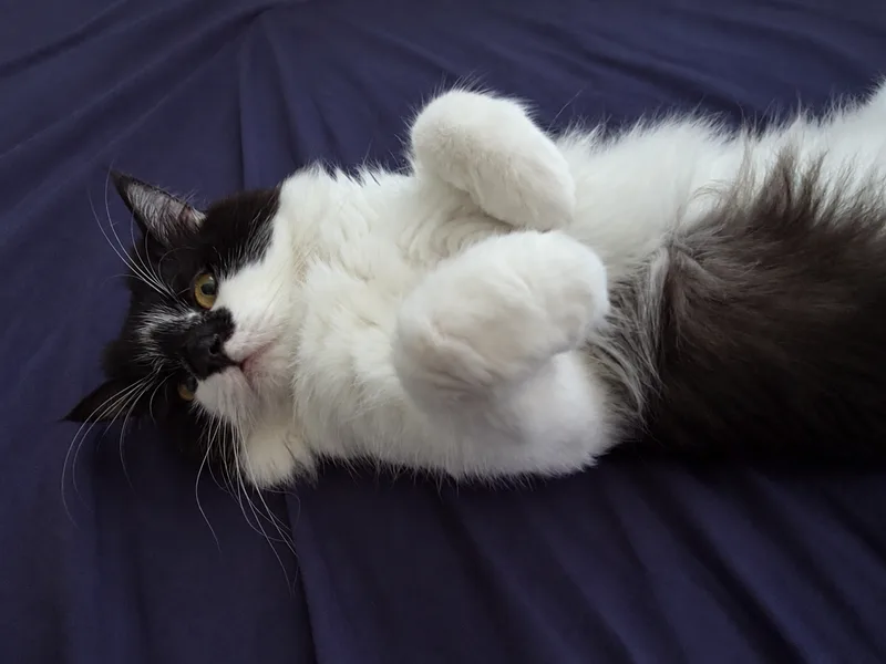 Midknight resting at home, the real tuxedo cat who inspired Catmint Cove